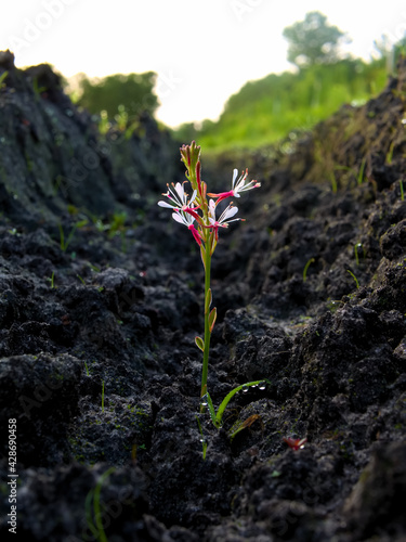 Flower growing in the dirt