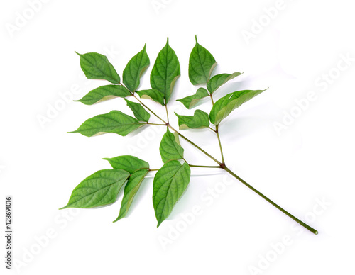 Konjac leaf isolated on white background. photo