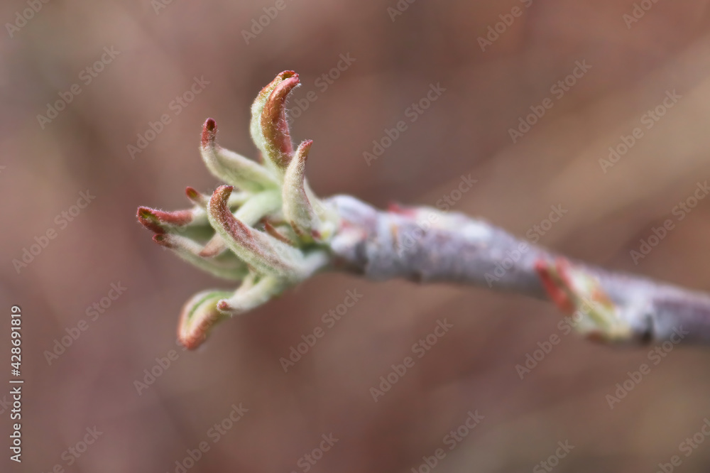 A branch tip with tiny leaves budding out A branch tip with tiny leaves budding out