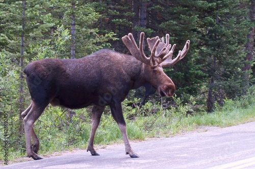 massive bull moose walking along roadside photo