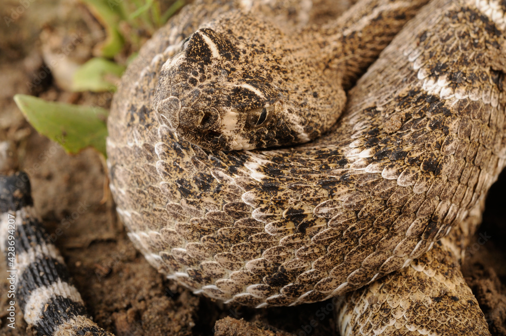 Obraz premium serpiente de cascabel