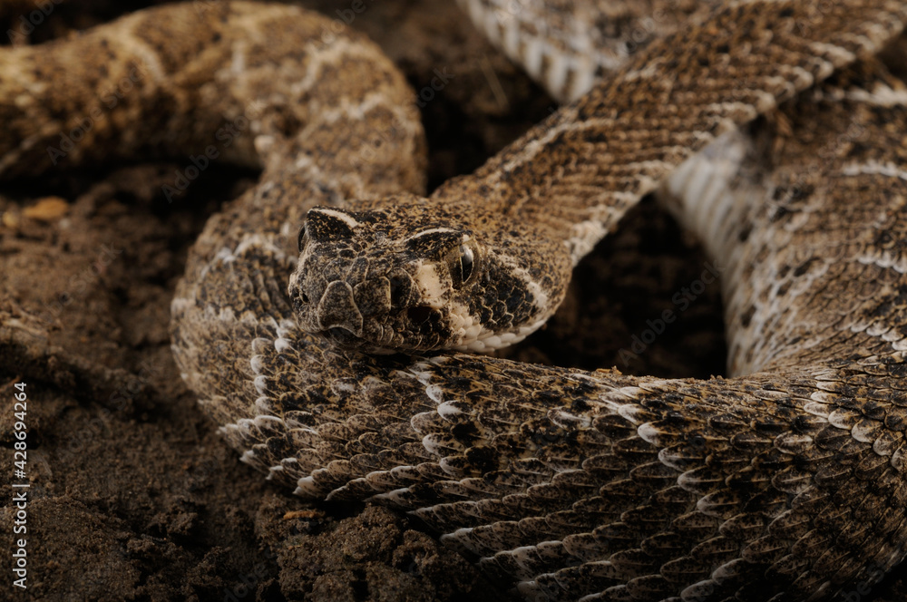 serpiente de cascabel serpiente de cascabel