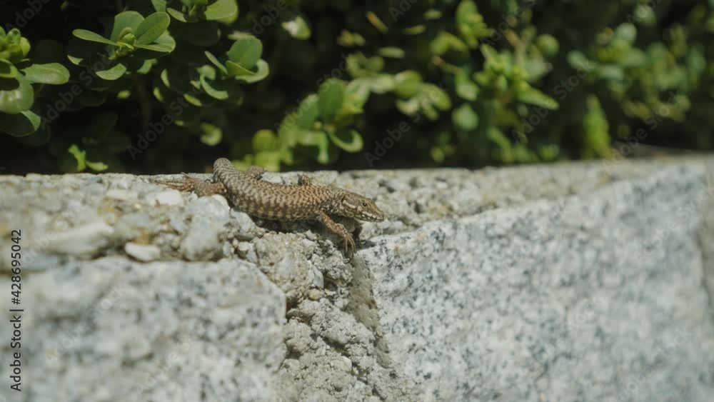 common wall lizard on a wall, running in slowmotion common wall lizard on a wall, running in slowmotion