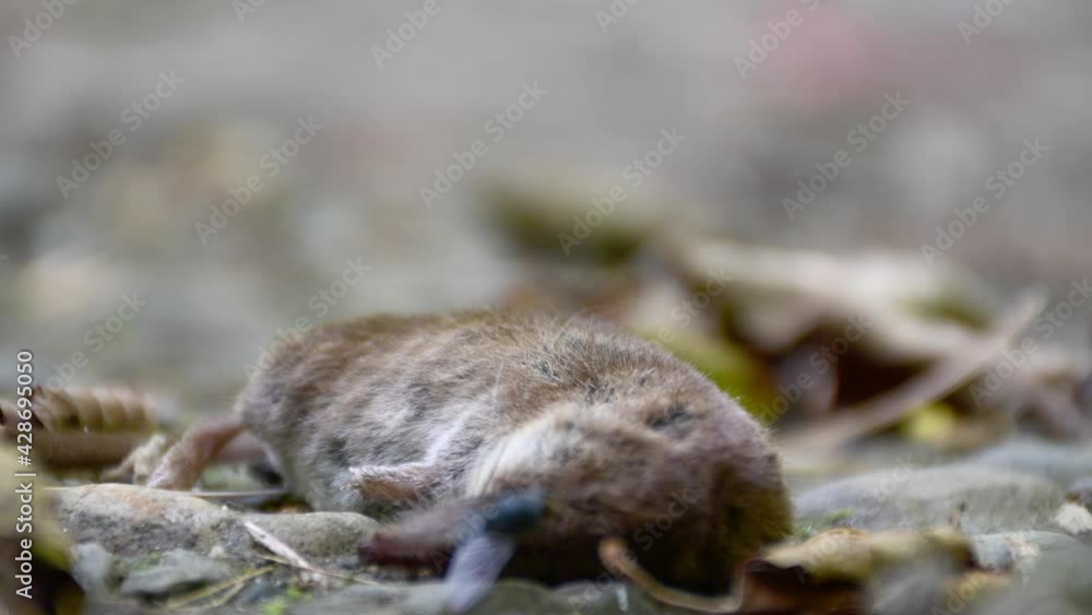Blowfly walking on the lifeless body of shrew. Dead rodent lies on the ground Blowfly walking on the lifeless body of shrew. Dead rodent lies on the ground