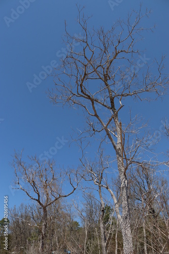 trees and sky