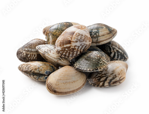 Tableau sur toile Asari clams on a white background