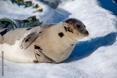 A large grey adult harp seal moving along the top of ice and snow. You can see its flippers, dark eyes, claws and long whiskers. The gray seal has brown, beige and tan fur skin with a shiny coat. 