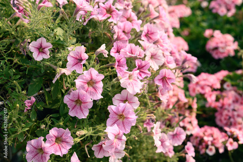 Pink petunia flower blossom in spring season, Decoration flower pot hanging in a garden