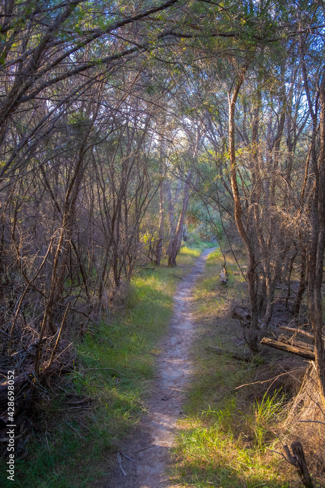 Secluded walkway through native bush in Australia