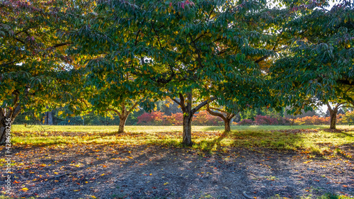 Sunset trhough cherry trees in a beautiful garden photo