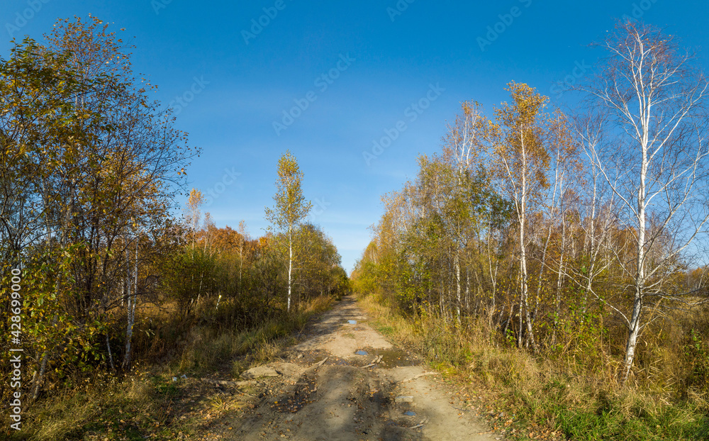 Obraz premium straight road in the autumn forest under the blue sky at nature