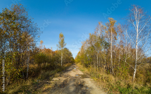straight road in the autumn forest under the blue sky at nature