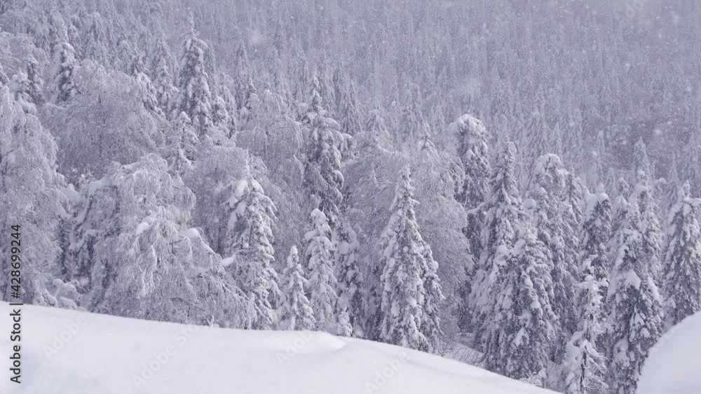 Fabulous winter forest through falling snow. View from hillside to fir trees in frost. Calm and peace of frosty day Fabulous winter forest through falling snow. View from hillside to fir trees in frost. Calm and peace of frosty day