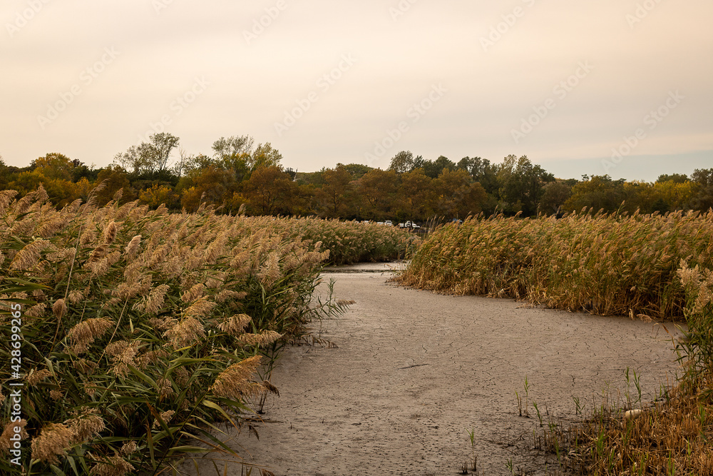 Wetlands landscape featuring cloudy sky, river, and reed grass