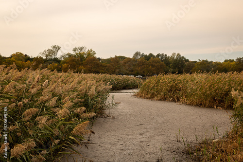 Wetlands landscape featuring cloudy sky, river, and reed grass