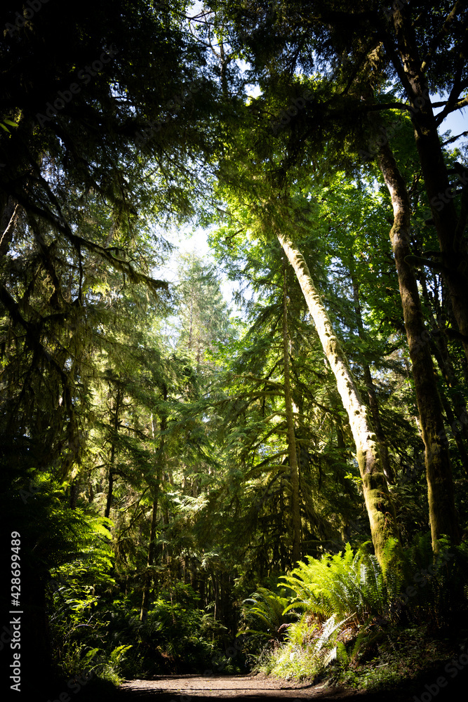 Obraz premium Forest Trail