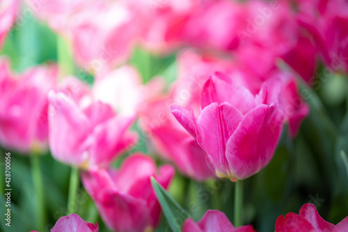 Beautiful bouquet of tulips. colorful tulips. nature background