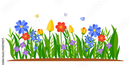 Border of flowers growing in grass. Spring tulips, daffodils or daisies in flat cartoon style. Flower bed. Colored landscape nature springtime decorative element. Isolated on white vector illustration
