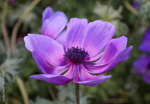 Beautiful violet color of Poppy Anemone flower  Monalisa Deep Blue 