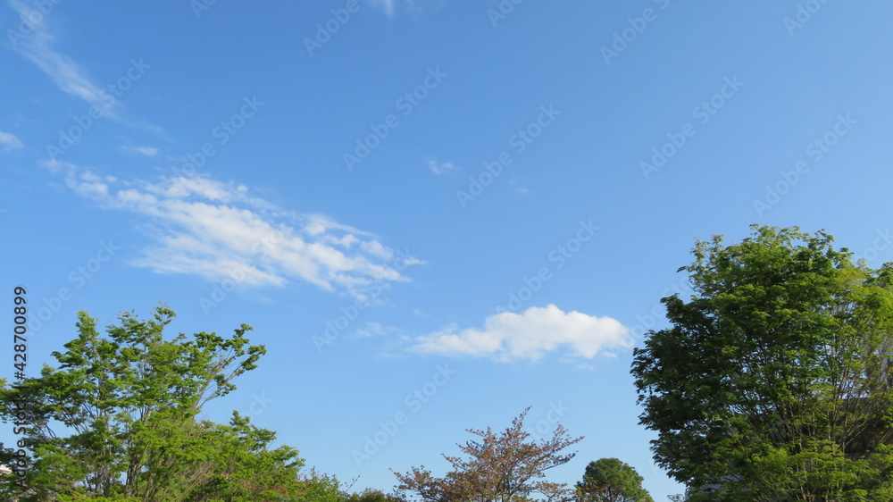 Fresh green trees and blue sky