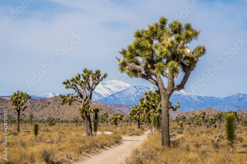 Landscape of Joshua Tree National Park in March