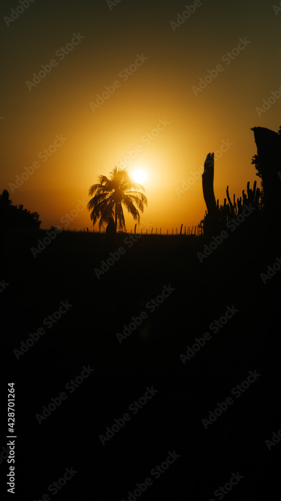 sunrise and sunset in the backlit countryside, with the sun behind a coconut palm tree and the orange sky