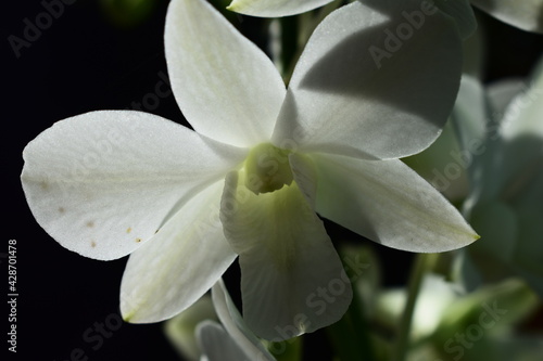 Orquídea como presente