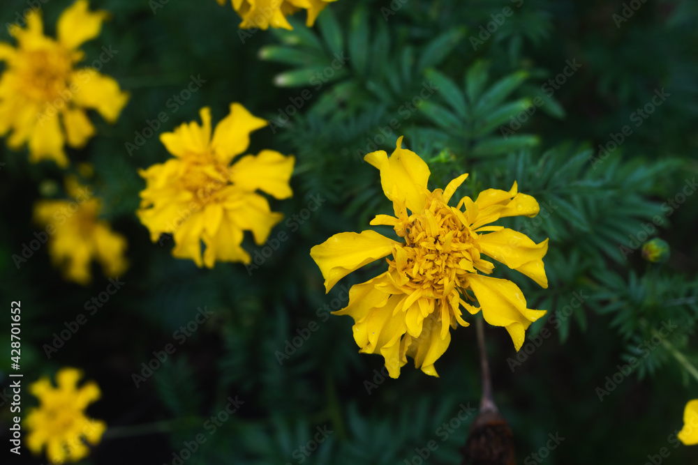 Yellow Panamá Flower. Yellow Panamá Flower.