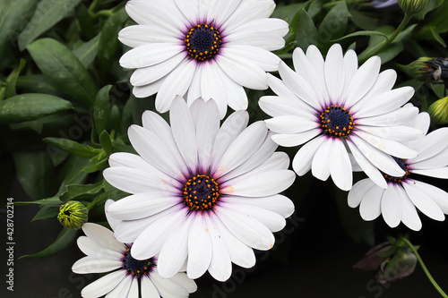 Closeup view of multiple white and purple osteospermums photo