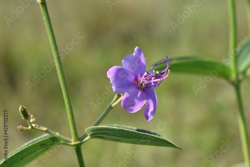 Melastomataceae na restinga carioca