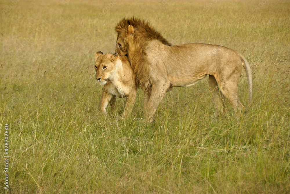 Lions preparing to mate in long grass, Masai Mara Game Reserve, Kenya Lions preparing to mate in long grass, Masai Mara Game Reserve, Kenya