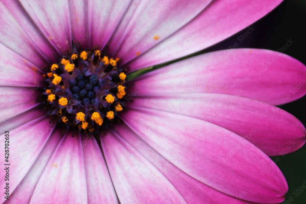Macro of a single white and pink Aftican Daisy Macro of a single white and pink Aftican Daisy
