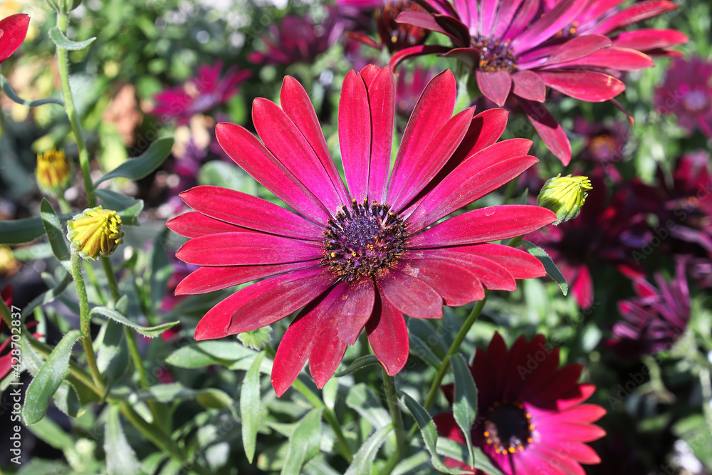 Bright fuchsia colored African Daisies grow in the spring Bright fuchsia colored African Daisies grow in the spring