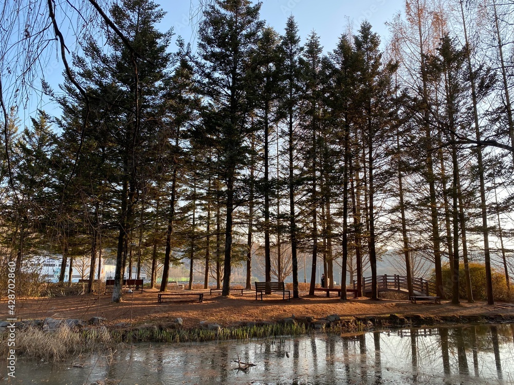 Obraz premium trees on the lake