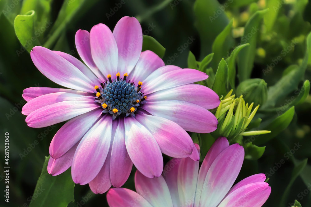 Obraz premium Closeup of two pink and white African Daisies