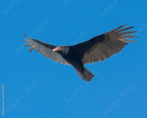 Turkey Vulture in flight © David McGowen
