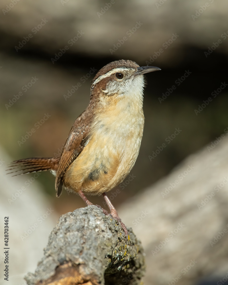 Naklejka premium Carolina Wren