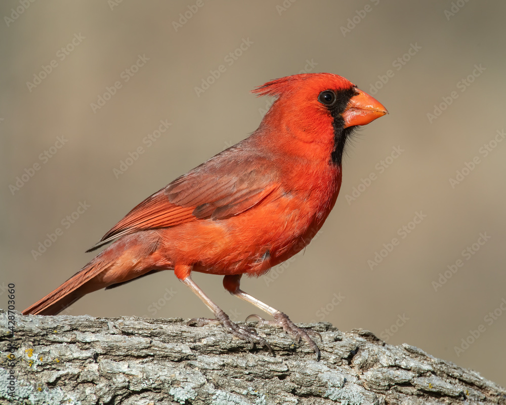 Male Northern Cardinal