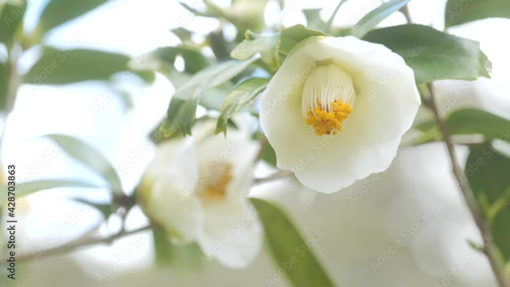 A white camellia blooming in the forest. A white camellia blooming in the forest.