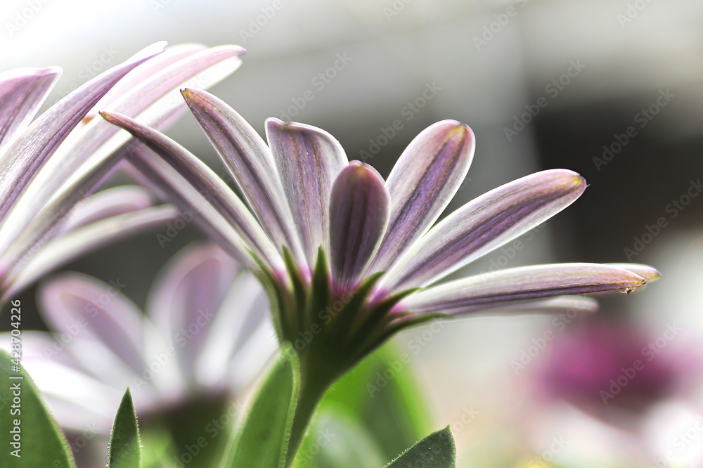 Closeup of pink and purple striped osteospermums