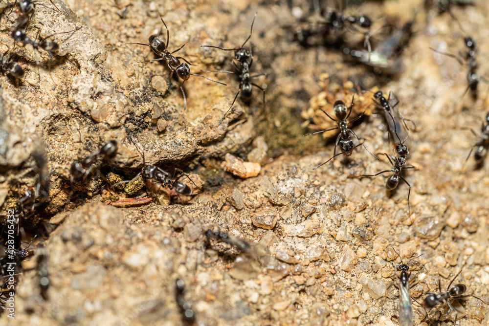 Small black ants on alert, protecting their nest Small black ants on alert, protecting their nest