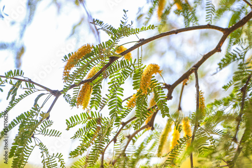Mesquite flowering leaves. Cluster of mesquite tree blooms in spring before summer