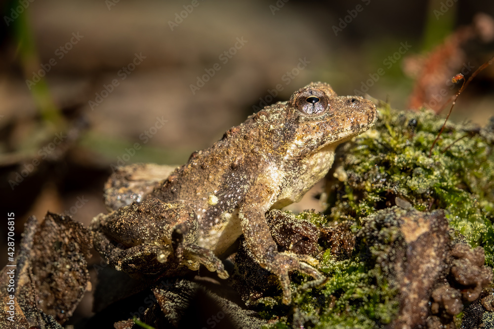 Profile view of a Northern Cricket Frog (Acris crepitans). Raleigh, North Carolina. Profile view of a Northern Cricket Frog (Acris crepitans). Raleigh, North Carolina.