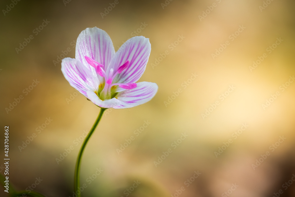 Fototapeta premium Virginia Spring Beauty (Claytonia virginica) in bloom in early spring. Plenty of copy space. Raleigh, North Carolina.