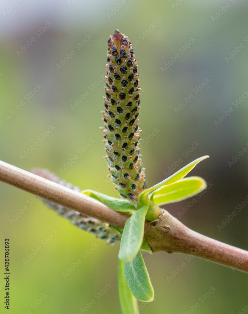 Blooming Willow (Salix Integra Hakuro Nishiki) catkins in the early