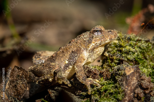 Profile view of a Northern Cricket Frog (Acris crepitans). Raleigh, North Carolina.