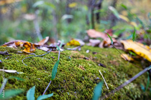 Moss growing on log photo