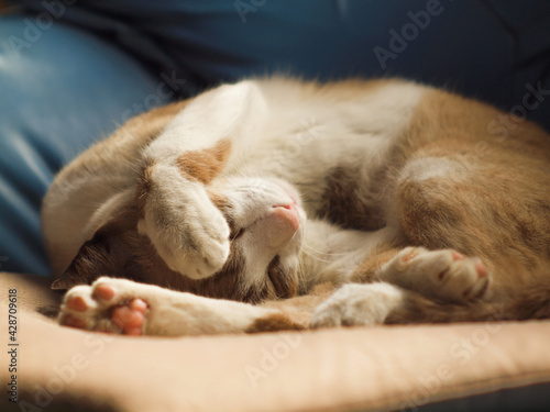 Cat sleeping on blue sofa. © proofman