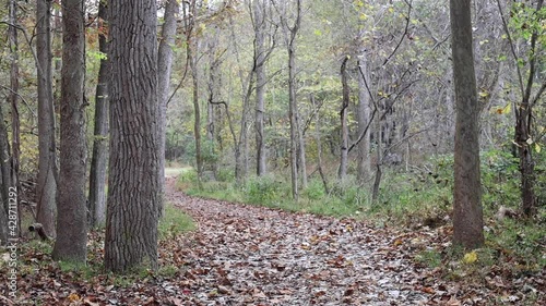 Leaves falling on forest path photo