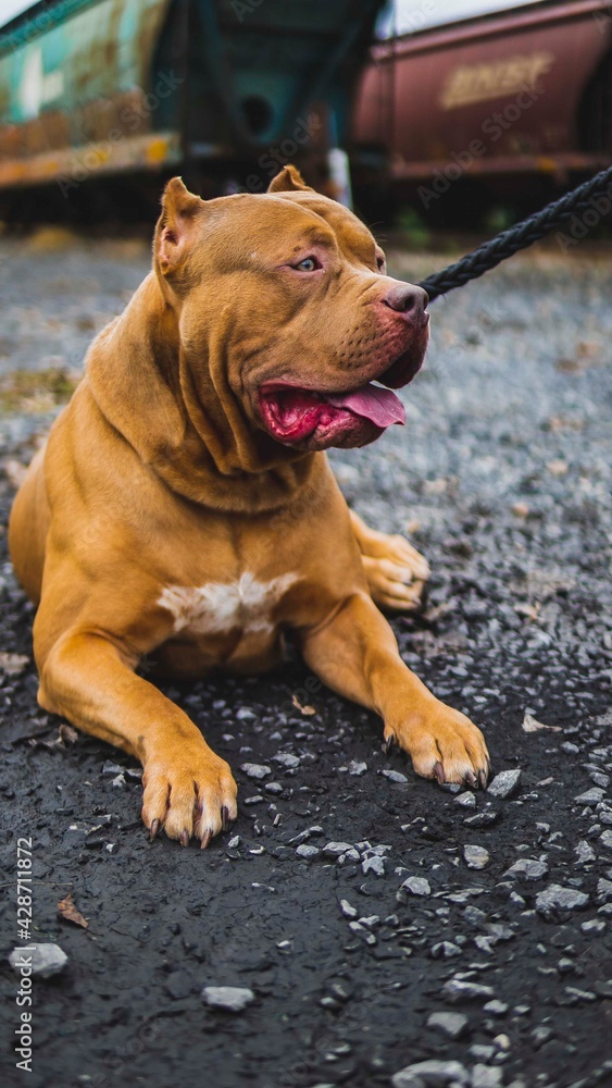 Fototapeta premium american bull dog 